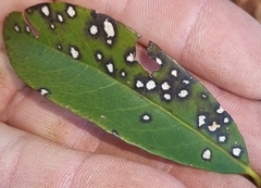 Mycosphaerella colorata