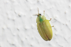 Aspisoma physonotum