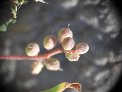Melilotus neapolitanus