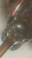 Bombus terrestris lusitanicus