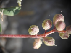 Melilotus neapolitanus