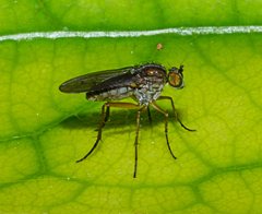 Tetrachaetus bipunctatus