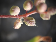 Melilotus neapolitanus