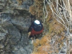 Phoenicurus leucocephalus