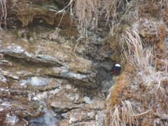 Phoenicurus leucocephalus