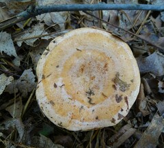 Lactarius chrysorrheus
