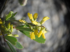 Melilotus neapolitanus