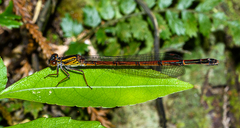 Xanthocnemis zealandica