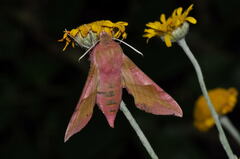 Deilephila porcellus