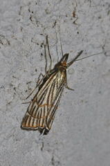 Chrysocramboides craterella