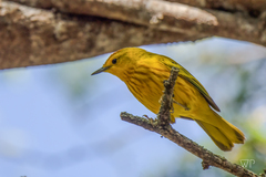 Setophaga petechia aureola