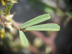 Melilotus neapolitanus