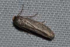 Agnoea flavifrontella