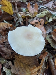 Clitocybe