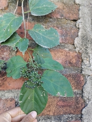 Cissus verticillata