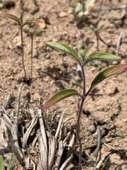 Trichostema simulatum