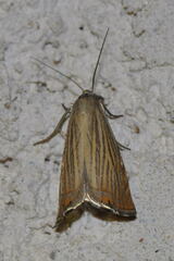 Chrysoteuchia culmella