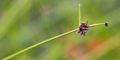 Isolepis