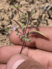 Trichostema simulatum