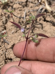 Trichostema simulatum