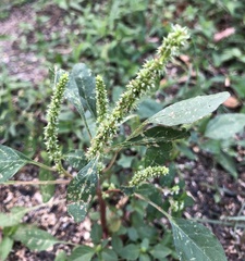 Amaranthus viridis
