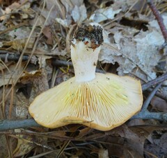 Lactarius chrysorrheus