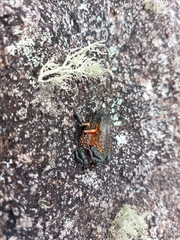 Melanophryniscus moreirae