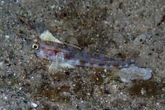Gobius roulei