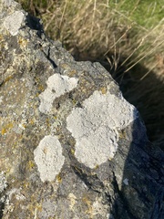 Lecanora rupicola