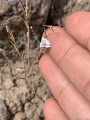 Blepharipappus scaber