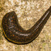 Mediterranean Medicinal Leech - Photo (c) Marco Vicariotto, some rights reserved (CC BY-NC-ND), uploaded by Marco Vicariotto
