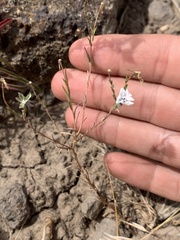Blepharipappus scaber