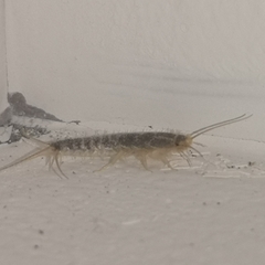 Ctenolepisma longicaudatum