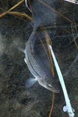 Fundulus majalis