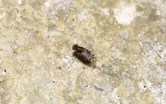 Acalyptratae