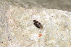 Acalyptratae