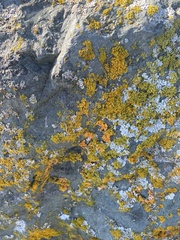 Polycauliona candelaria