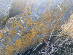 Polycauliona candelaria