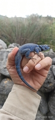 Sceloporus minor