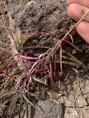 Penstemon roezlii