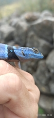 Sceloporus minor