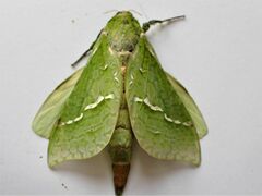 Aenetus virescens