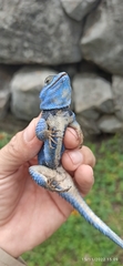 Sceloporus minor