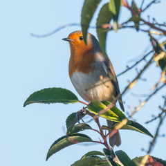 Erithacus rubecula