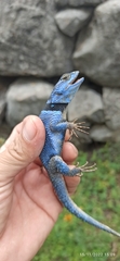 Sceloporus minor
