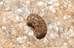 Arcitalitrus sylvaticus