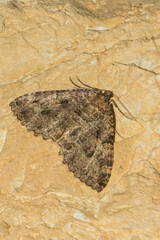 Triphosa dubitata