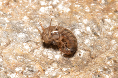 Arcitalitrus sylvaticus