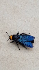 Scoliidae
