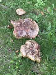 Leccinum scabrum